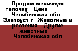 Продам месячную телочку › Цена ­ 10 000 - Челябинская обл., Златоуст г. Животные и растения » Другие животные   . Челябинская обл.